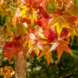 5 Deciduous Trees To Plant During Autumn In South Africa