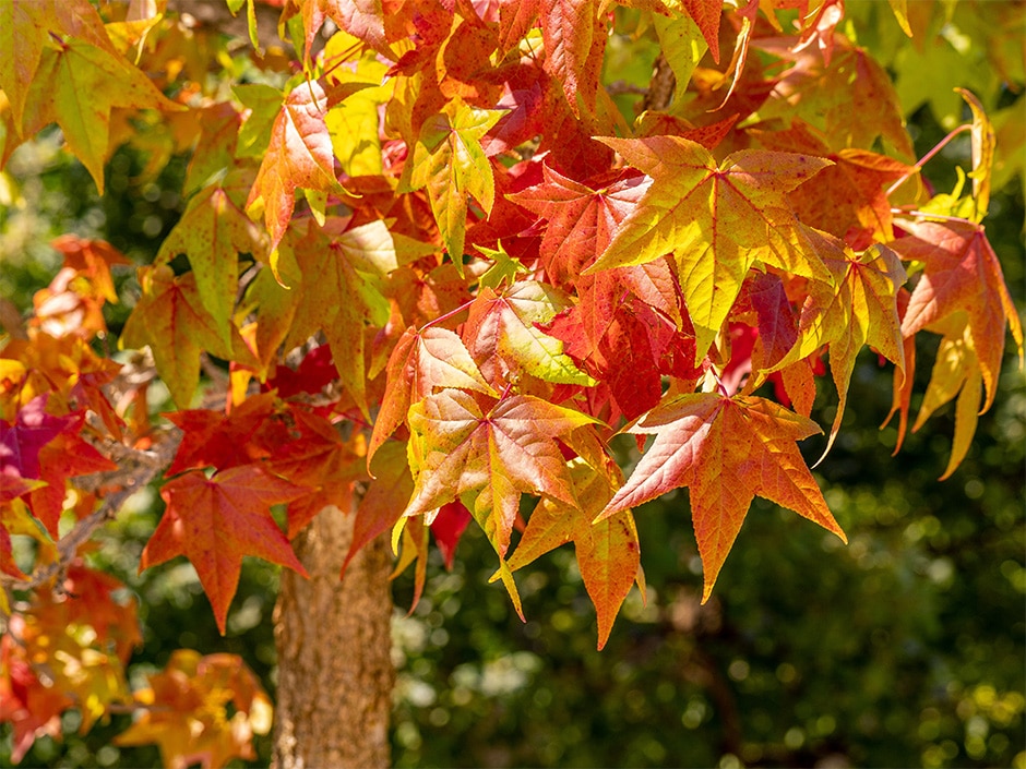 Vibrant red and yellow autumn leaves on a branch of a deciduous tree.