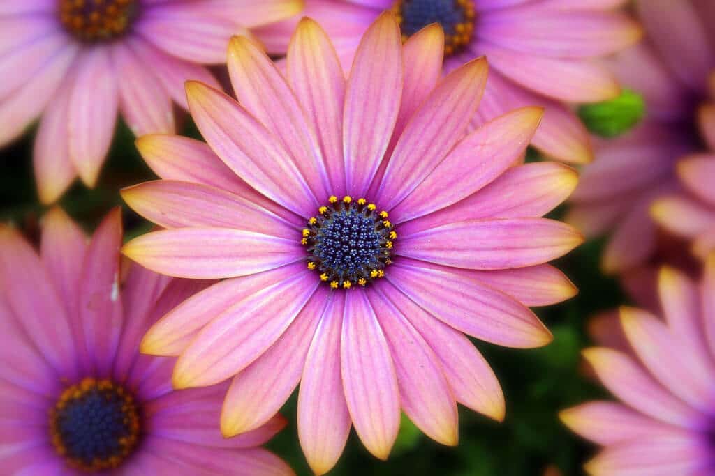 Close-up of a pink African daisy flower with a blue and yellow centre.