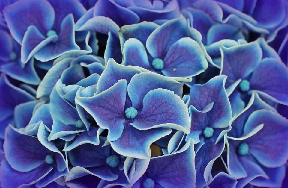 Close-up of bright blue hydrangea flowers.