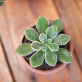 Caring for cacti and succulents