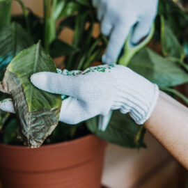 Solutions for 6 Common Houseplant Problems