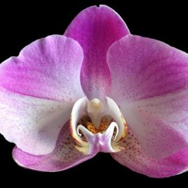 Indoor plant focus – orchids