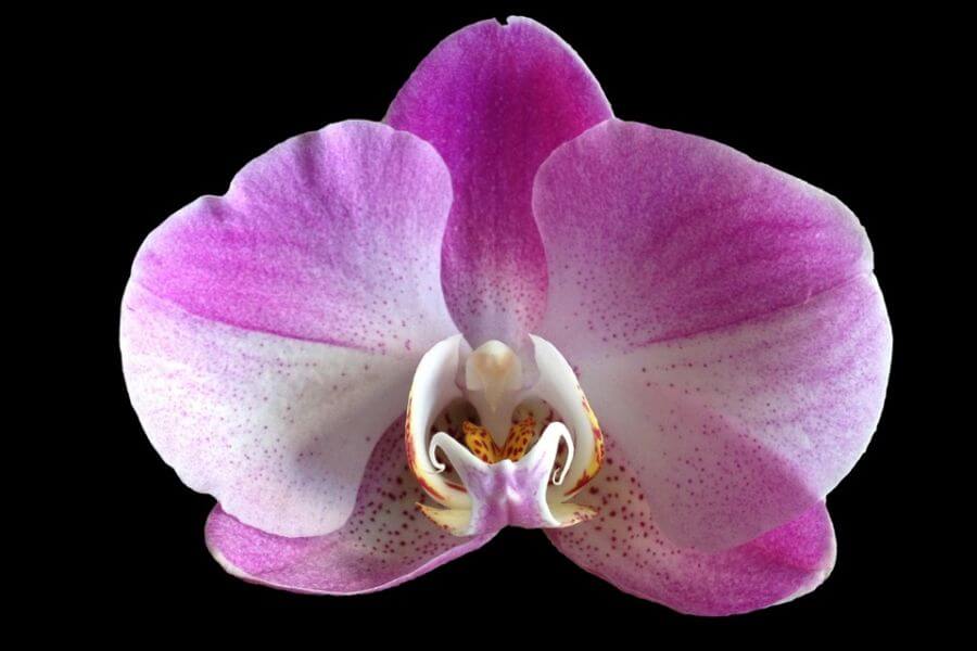 Close-up of pink orchid flower.