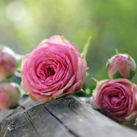 How to prune your roses