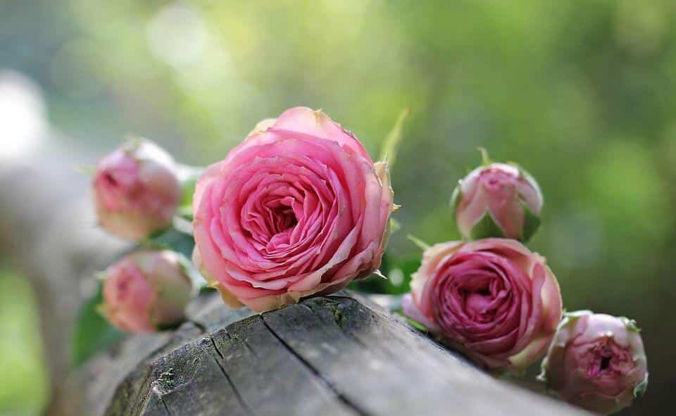 Pink roses on a branch, with blurred green foliage in the background.