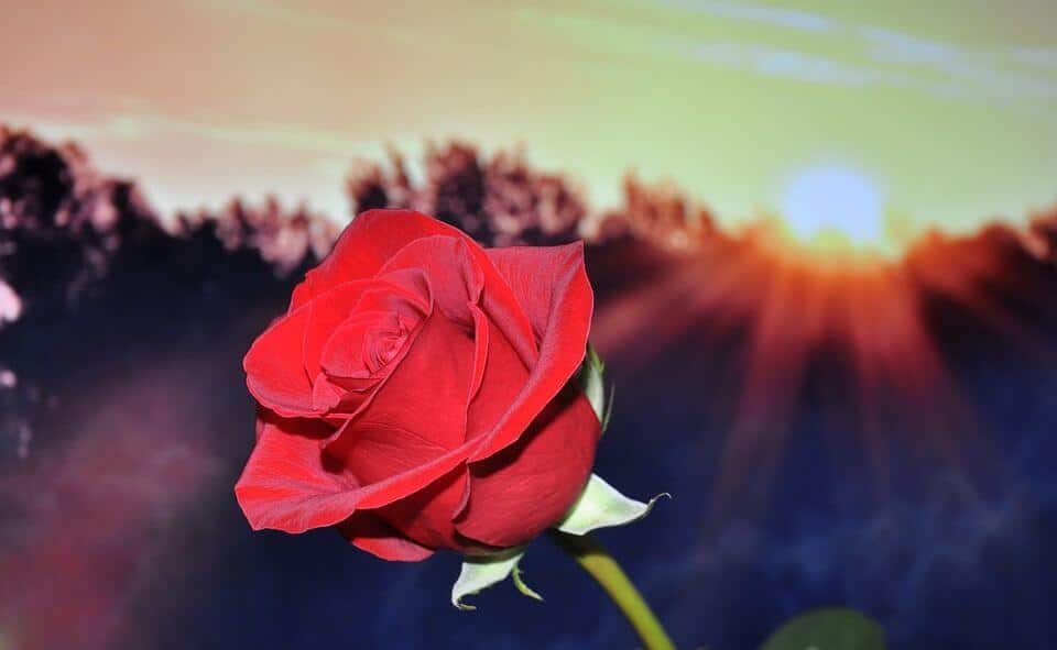 Close-up of a red rose at sunset, silhouetted against a blurred orange and blue sky.