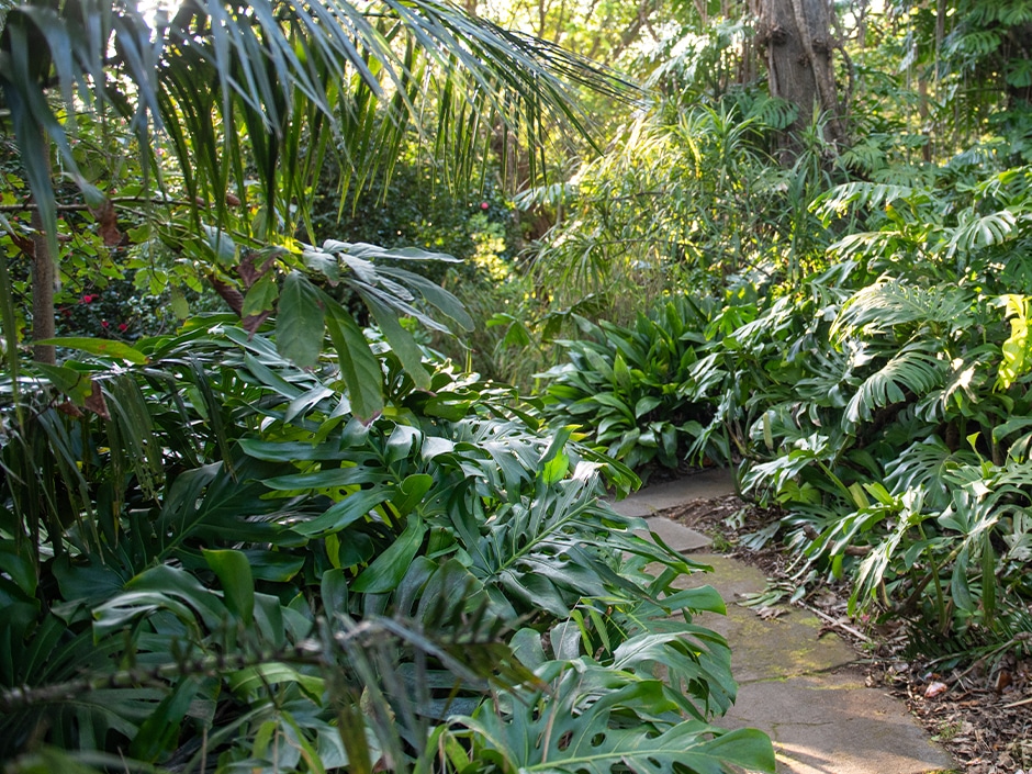 Lush garden path winding through dense foliage of various plants and trees.