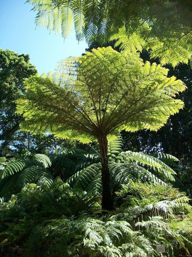 Tall tree fern fronds in a lush forest setting.