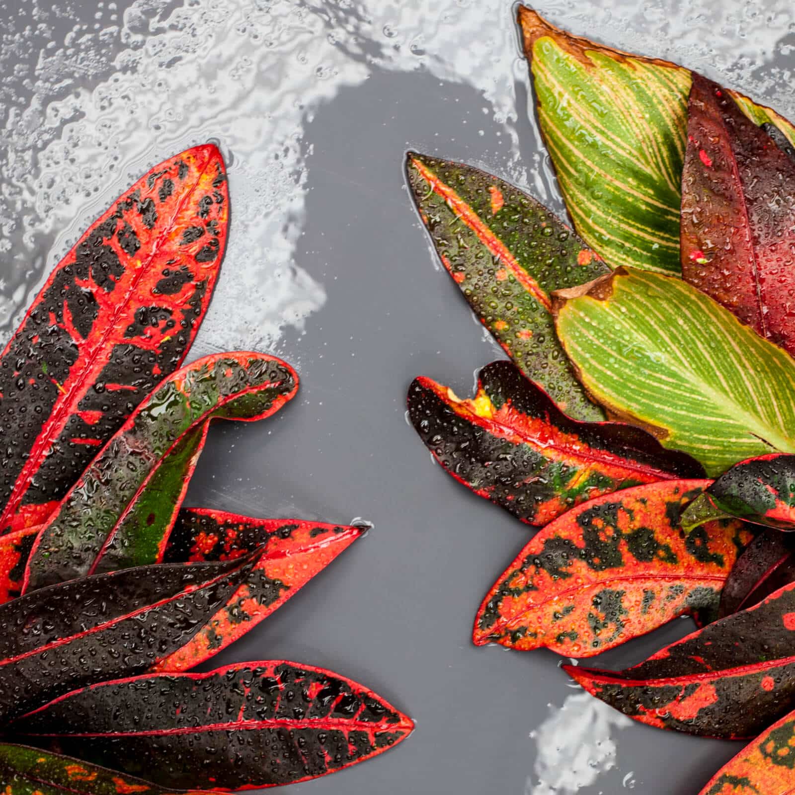 Vibrant red and green tropical plant leaves with water droplets on a grey background.