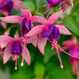 Fantastiese Fuchsias