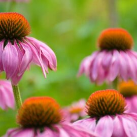 Kruie – Echinacea