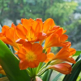 Clivias – trots Suid-Afrikaanse skatte