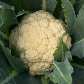 Grow your own Cauliflower
