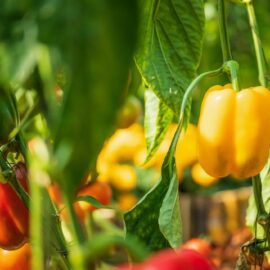 Grow your own Peppers