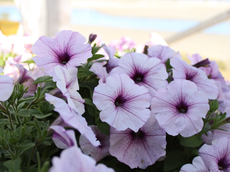 Close-up of a bouquet of light purple petunias with deep purple centres.