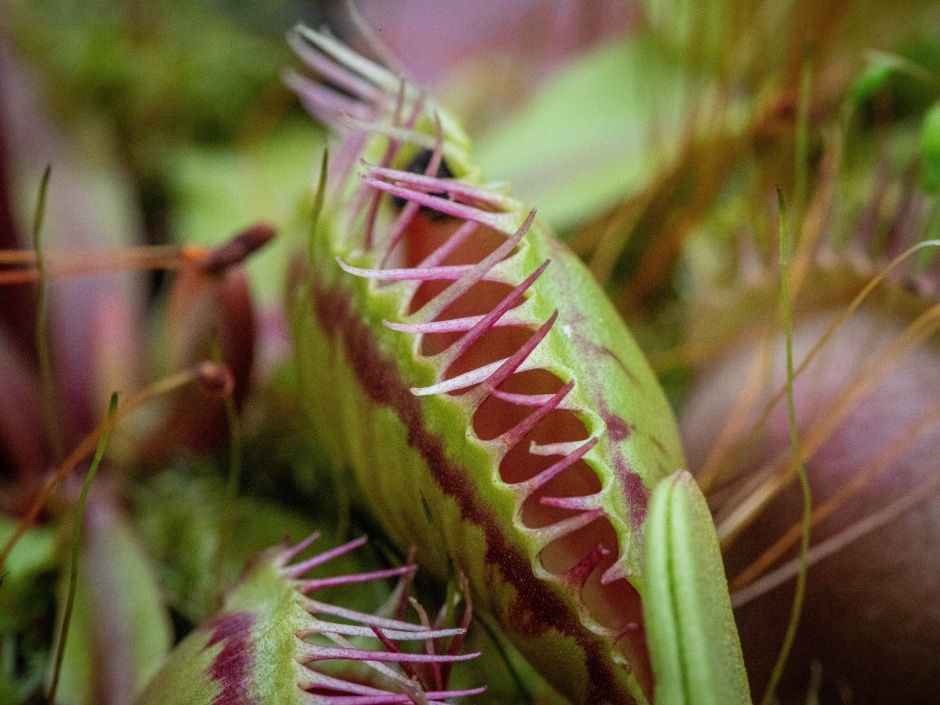 A close-up of the underside of a Venus flytrap plant, showing the reddish interior and spiky edges of the trap.