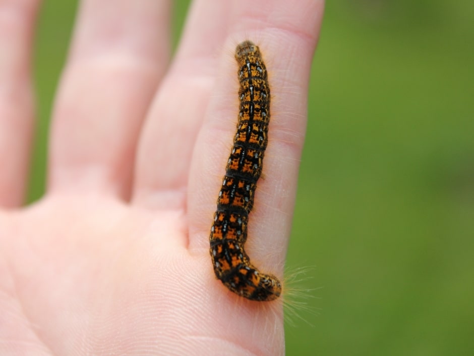 A close-up of a person's hand with a catterpillar crawling on the pinkie finger, against a green background.