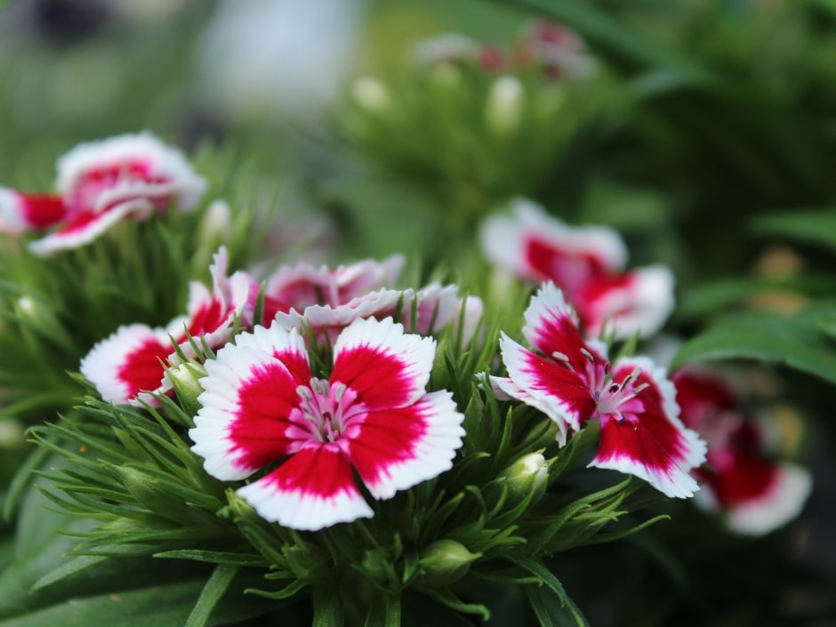 A close up of flowers with frilly white and red petals against green leaves and stalks.