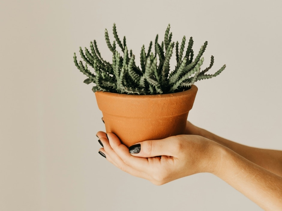 Two hands holding a small terra cotta pot containing a spiky succulent plant, against a plain light background.