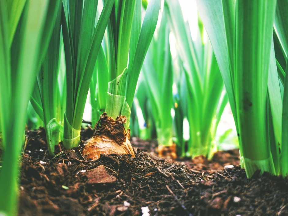 Close-up of bulbous sprouts emerging from soil, surrounded by lush green leaves.