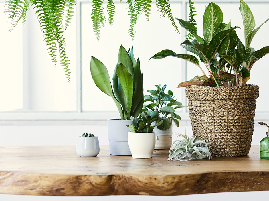 Potted Chinese evergreen, snake plant, peace lily, and spider plant on a wooden shelf by a window.