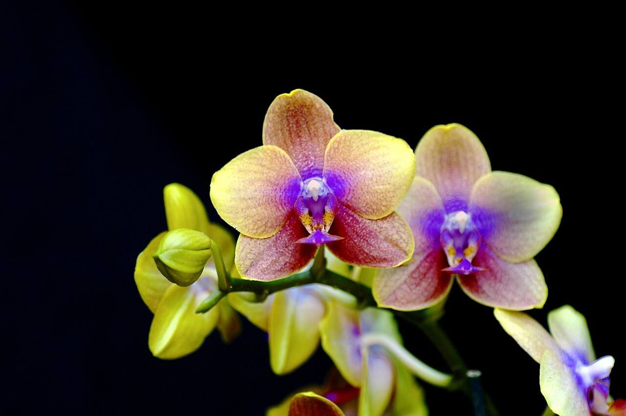 Close-up of orchid flowers in shades of yellow, orange, and purple against a black background.