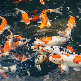 Good filtration key to Koi success