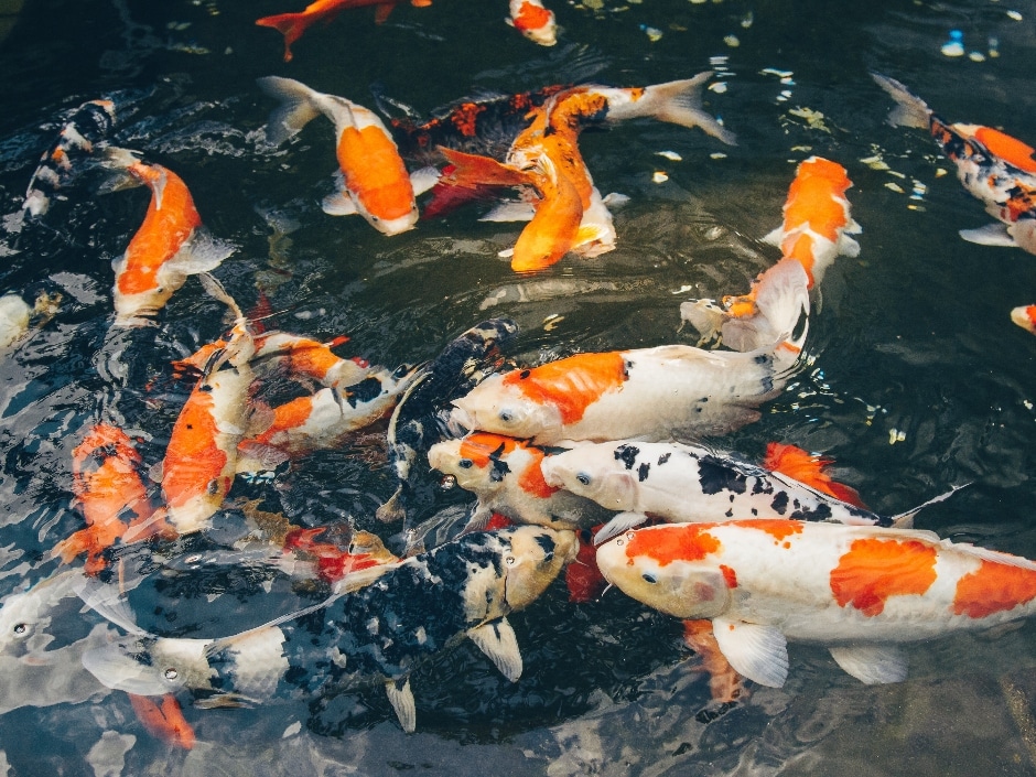 A group of colourful koi carp swimming in a pond.