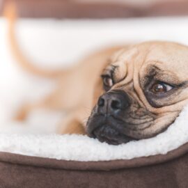 Great products for your pets