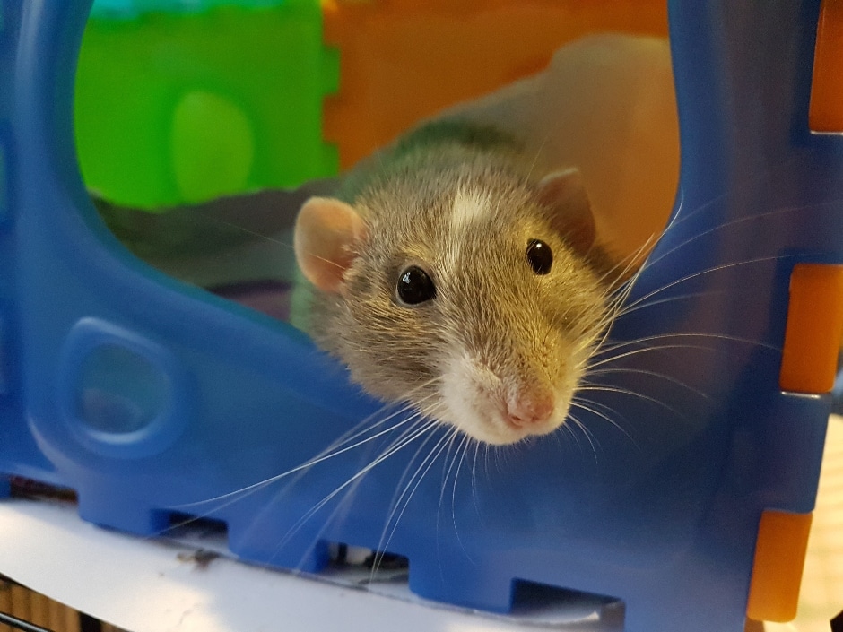 A brown rat peeking out from inside a colourful plastic animal compartment.