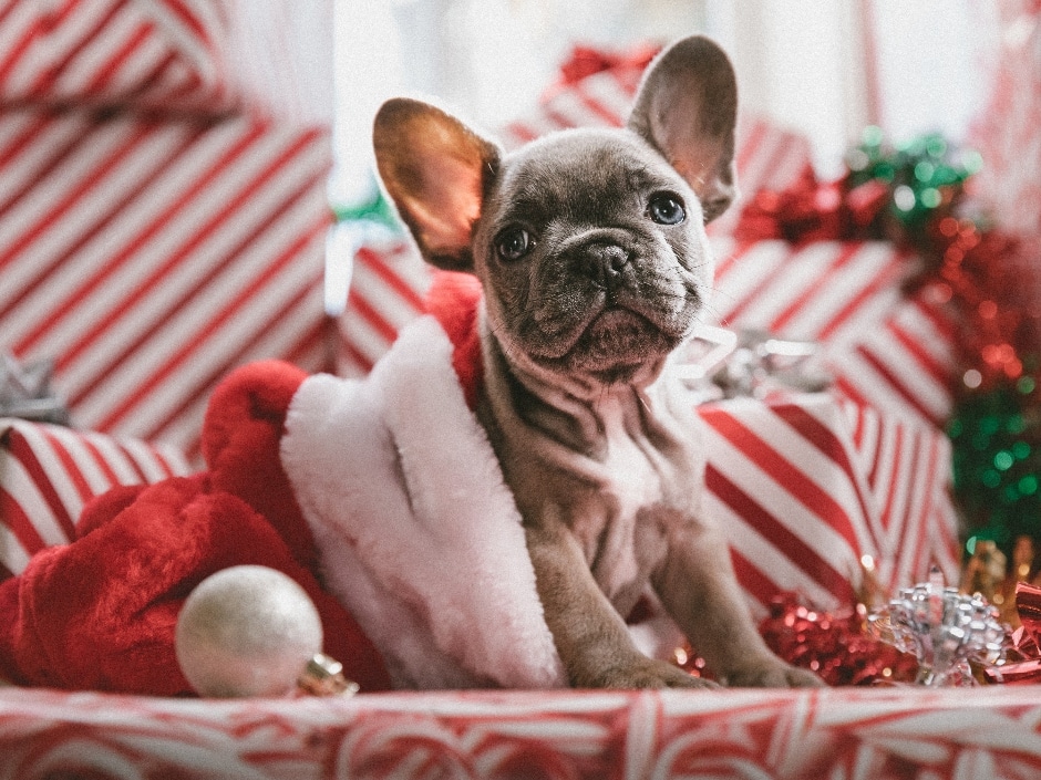 A French bulldog puppy wearing a Santa hat, lying on a festive red and white striped blanket with Christmas decorations in the background.