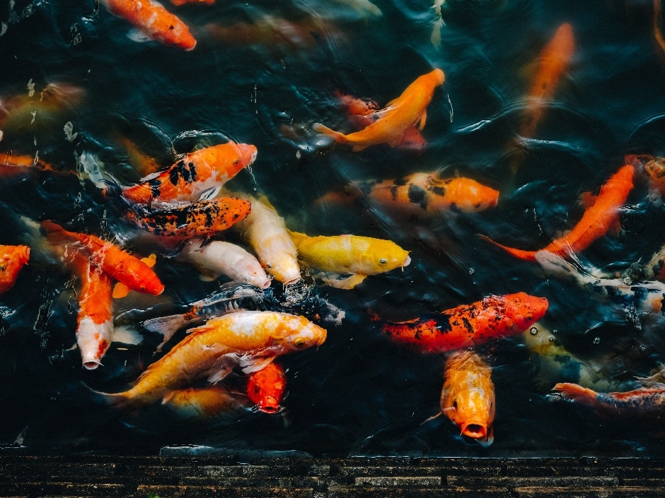 Koi carp swimming in dark water. The orange, white, and black fish contrast starkly against the shadowy pond. Bubbles and ripples surround the fish.