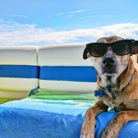 Taking care of your pets in hot weather