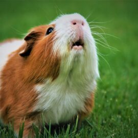 Guinea Pigs – All you need to know