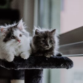 How to care for your kittens