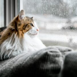 Winter care for cats