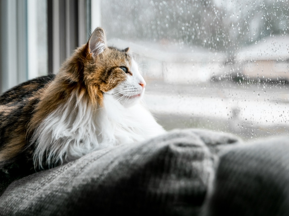 A long-haired cat sat on a windowsill looking out at a rainy garden.