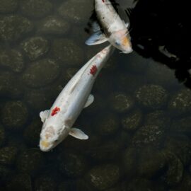 Q & A About Koi Fish