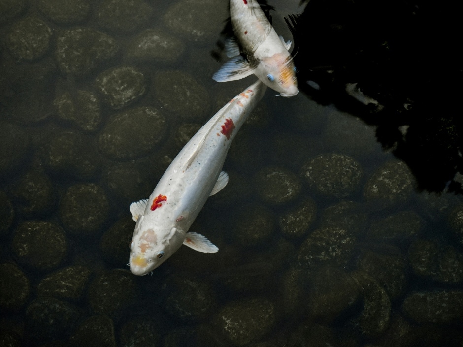 Two koi fish swimming in a pond, seen from above with the fish covered in blood-red markings.