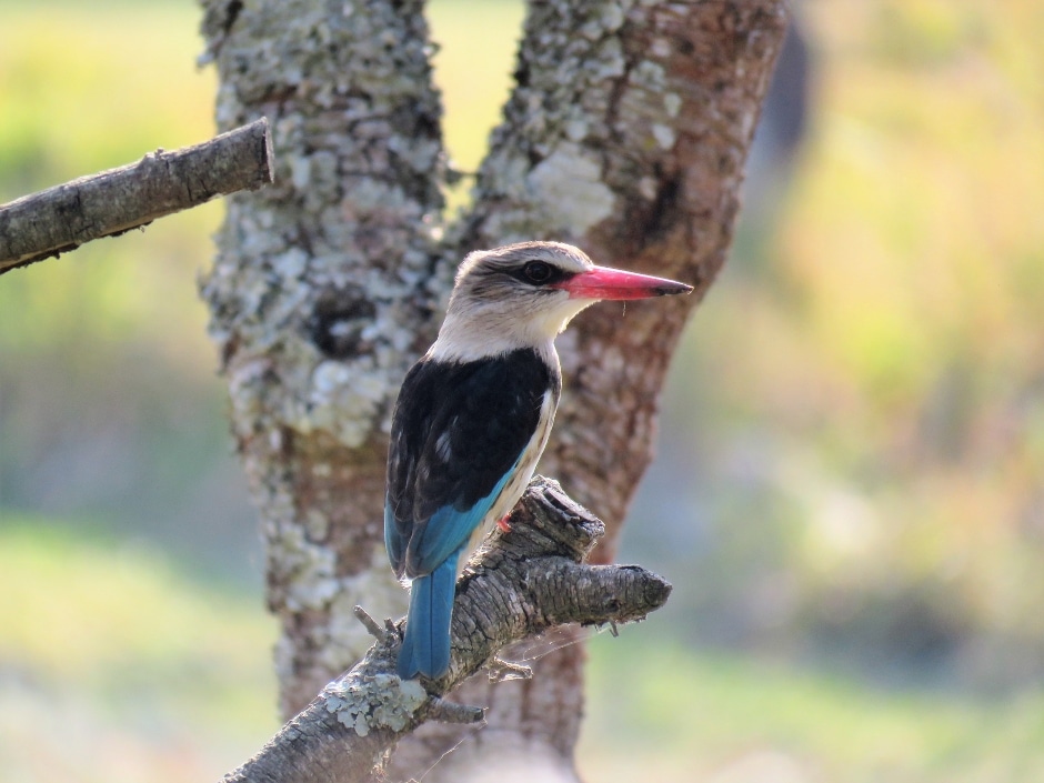 A woodland kingfisher with a blue-tipped tail and red beak perched on a tree branch.
