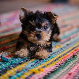 Toilet training your new Puppy