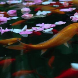 Dealing with Algae in Koi Ponds