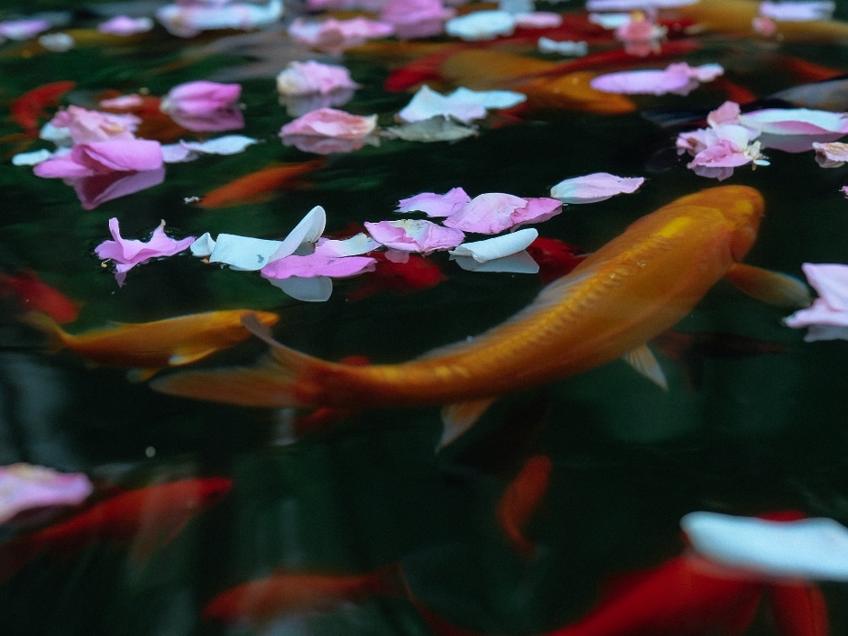 Pink and white flower petals floating on the surface of a koi pond with fish visible beneath.