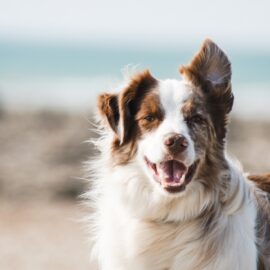 Simple steps for a happy hound