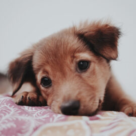 How to take care of your new Puppy