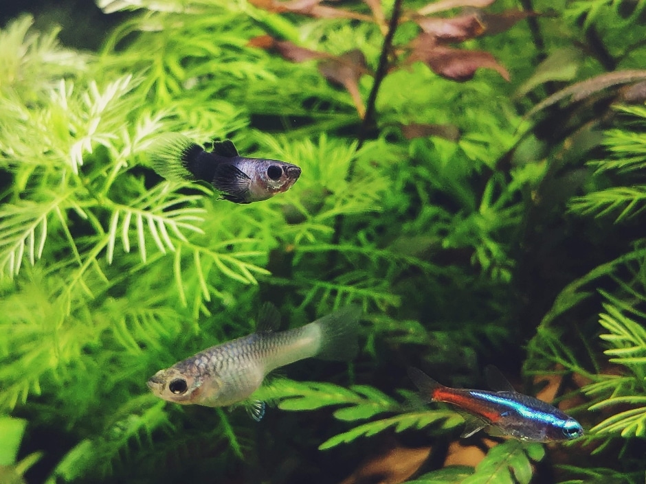 Two small tropical fish swimming amongst lush aquarium plants with fern-like leaves.