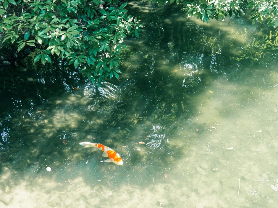 A koi fish swimming in a pond with clear water and green foliage visible beneath the surface.