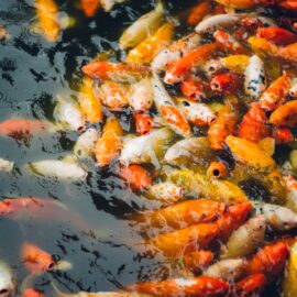 Keeping Pond Fish