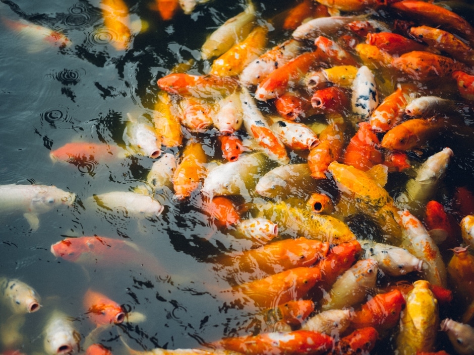 Colourful koi carp swim in a dark pond, with splashes of orange, yellow, and white scales reflecting in the rippling water.